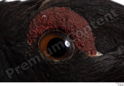 Eye Bird Animal photo references